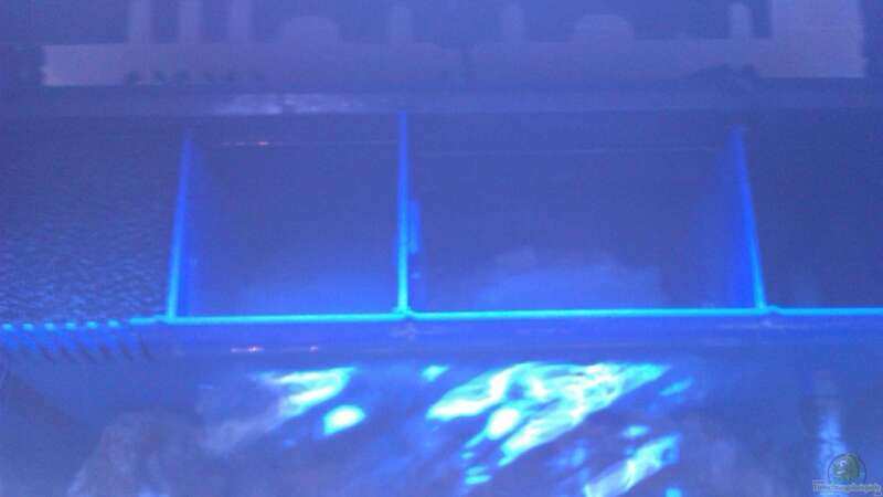 Aktivkohle im Aquarium verwenden (Einrichtungsbeispiele, in denen Aktivkohle verwendet wird)  - Aktivkohle-slnkaquarium