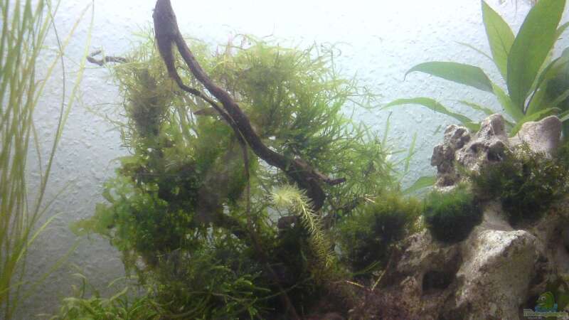 Aquarium Mesokosmos von Akula (3)
