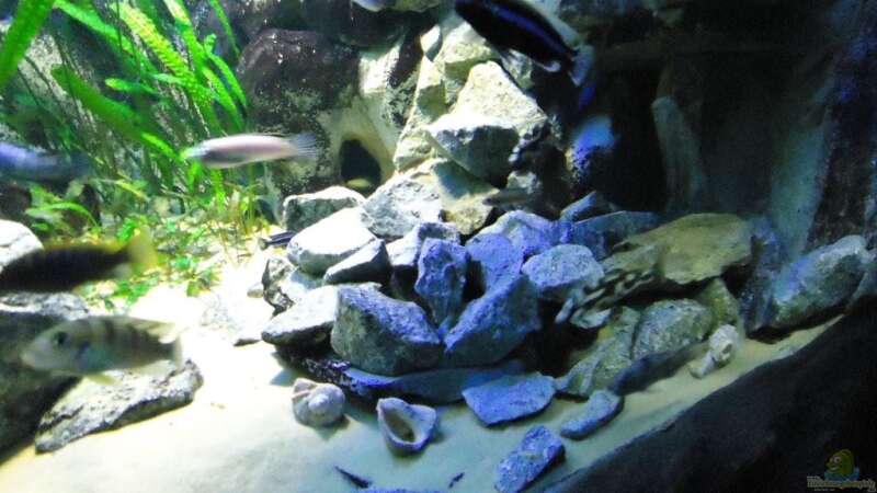 Update 12.07.12 Nimbochromis Livingstonii (Schläfer, Kaligono) über Steinhaufen von Mbuna Mick (58)