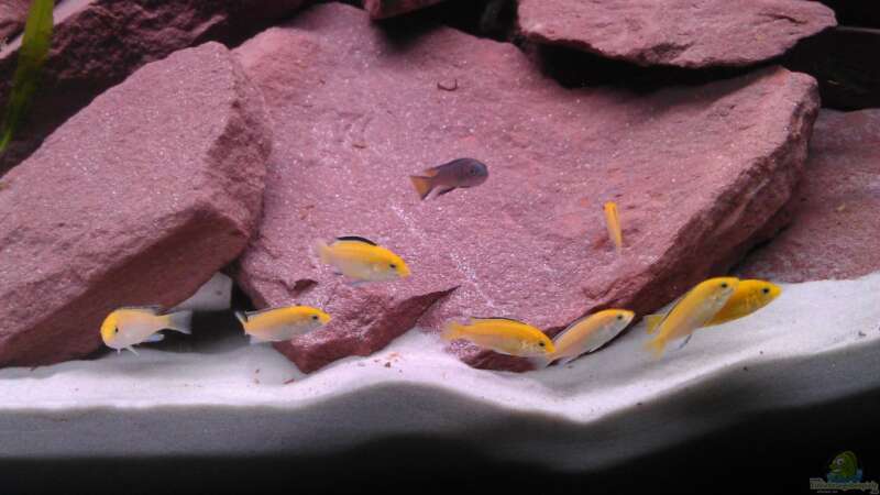 Meine Acht Labidochromis Caeruleus von Tobi787 (6)