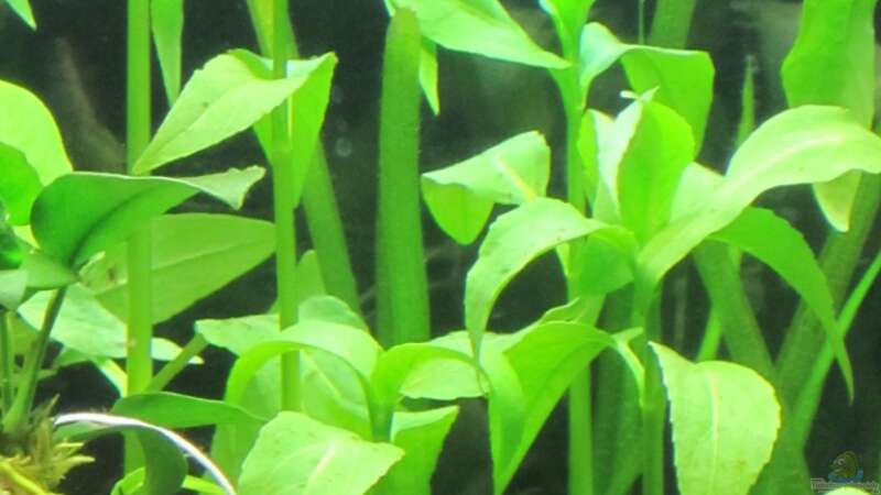 Aquarien mit Gymnocoronis spilanthoides (Falscher Wasserfreund)  - Gymnocoronis-spilanthoidesaquarium