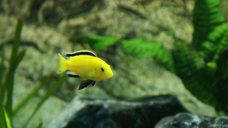 Labidochromis caeruleus Yellow von Onno83 (8)
