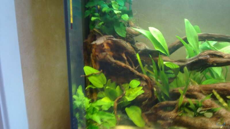 Pflanzen im Aquarium Orilla del rio Aufgelöst von Koehler (22)