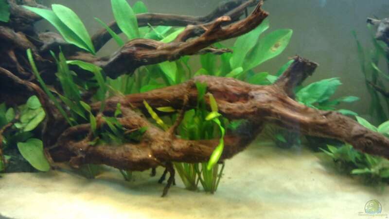 Pflanzen im Aquarium Orilla del rio Aufgelöst von Koehler (23)