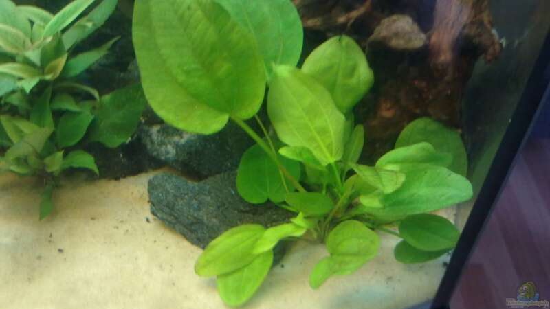 Pflanzen im Aquarium Orilla del rio Aufgelöst von Koehler (25)