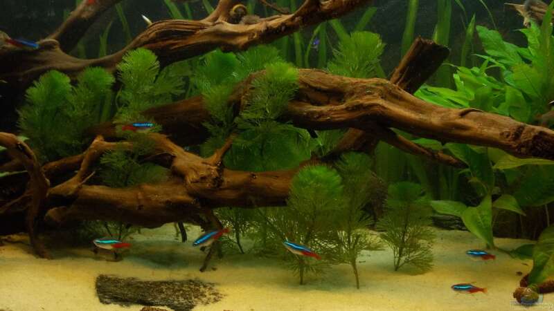 Pflanzen im Aquarium Orilla del rio Aufgelöst von Koehler (29)