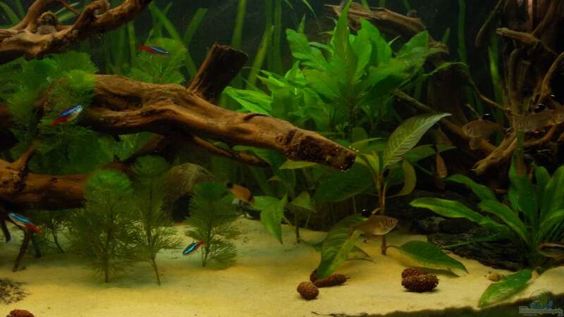 Pflanzen im Aquarium Orilla del rio Aufgelöst von Koehler (30)