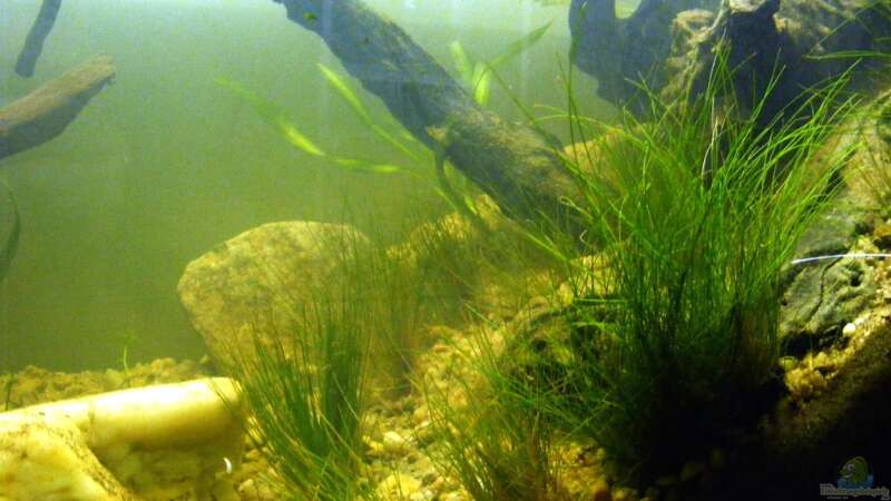Pflanzen im Aquarium Stream Banks In West Africa von Falk (11)