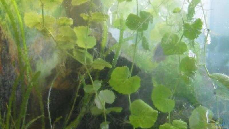 Pflanzen im Aquarium Fadenfischwelt von Specter (5)