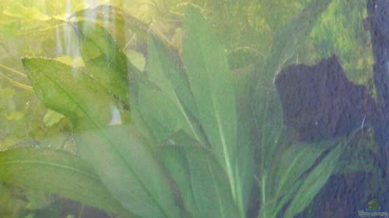 Pflanzen im Aquarium Fadenfischwelt von Specter (6)