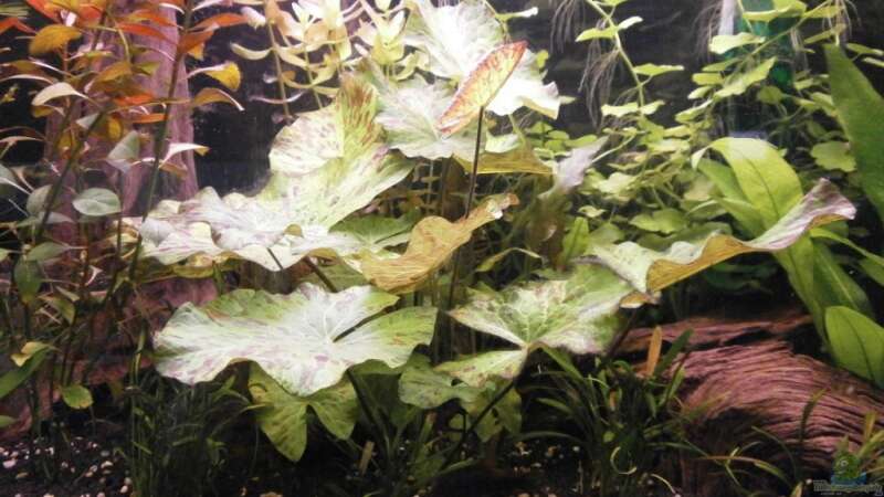 Pflanzen im Aquarium Wilder Mix...aber mir gefällts von Jukey (7)