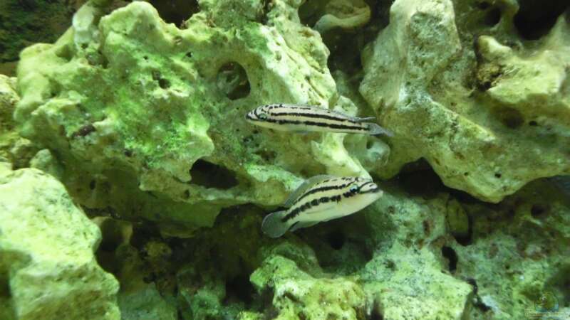 Besatz im Aquarium Tanganjika-sofapirat von sofapirat (14)