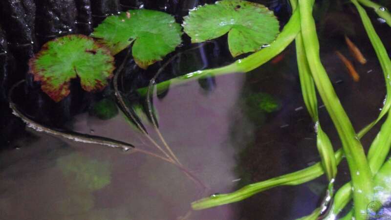 Der Tigerlotus (Nymphaea lotus) ist eine Pflanzenart aus der Gattung der Seerosen von Discus (5)