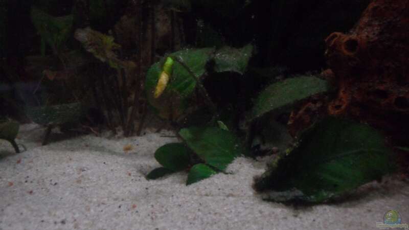 Pflanzen im Aquarium Diskus nurnoch als Beispiel von Discus (6)