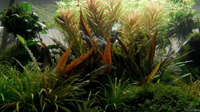 Aquarium Pflanzenkiste von Kuro-Schio (3)