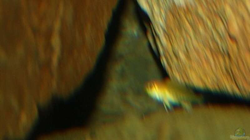 Labidochromis-Baby 4-5mm von JörgsMalawis (54)