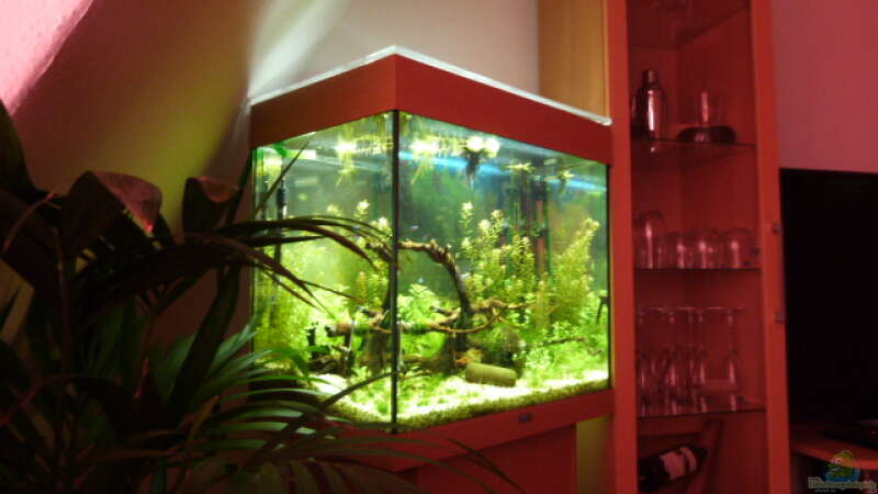 Aquarium Lido 120 von mucki (2)