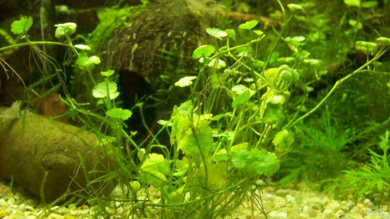 Pflanzen im Aquarium Lido 120 von mucki (5)