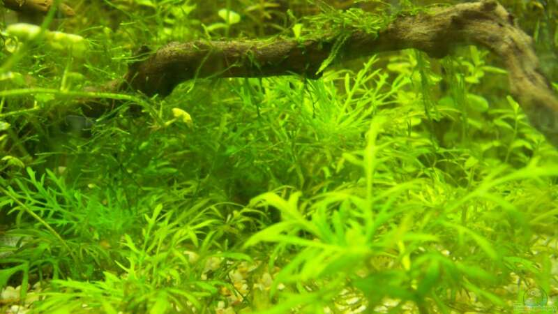 Pflanzen im Aquarium Lido 120 von mucki (6)