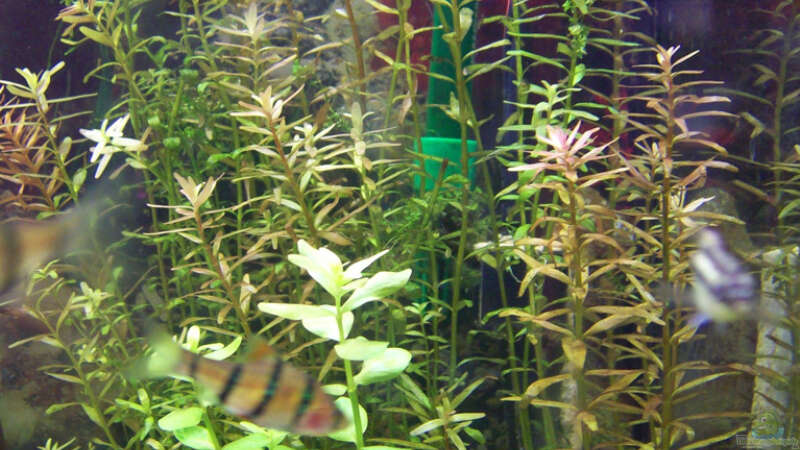 Pflanzen im Aquarium Lido 120 von mucki (7)