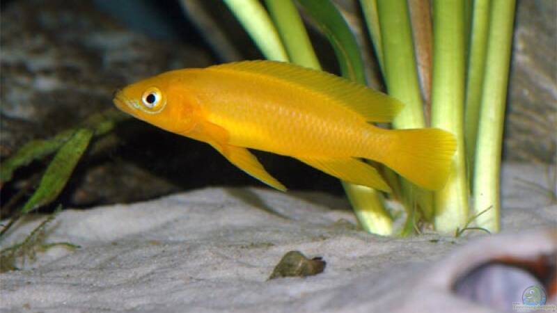 Neolamprologus leleupi (longior?) aus Becken 2097 von Volker