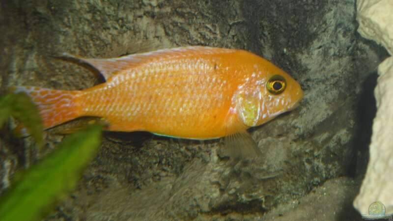 Besatz im Aquarium malawi.mario 450l Becken von malawi.mario (16)