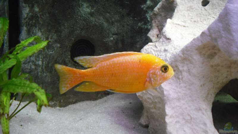 Besatz im Aquarium malawi.mario 450l Becken von malawi.mario (4)