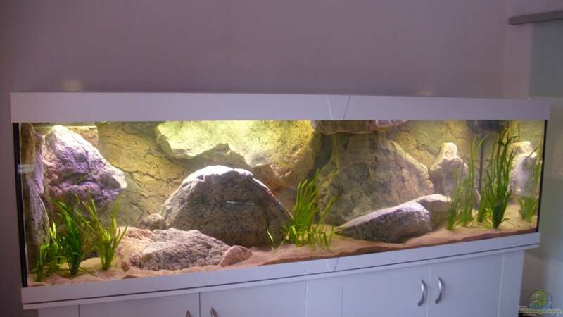 Aquarium Mein Malawisee - 1400 Liter Wohnzimmerbecken von HirMat (2)
