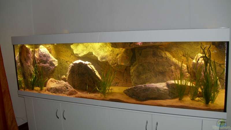 Aquarium Mein Malawisee - 1400 Liter Wohnzimmerbecken von HirMat (3)