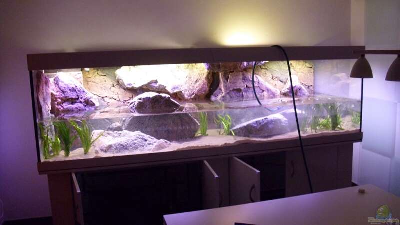 Aquarium Mein Malawisee - 1400 Liter Wohnzimmerbecken von HirMat (4)