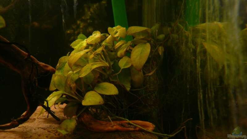 Pflanzen im Aquarium Kellerbecken von Cichlid Power (23)