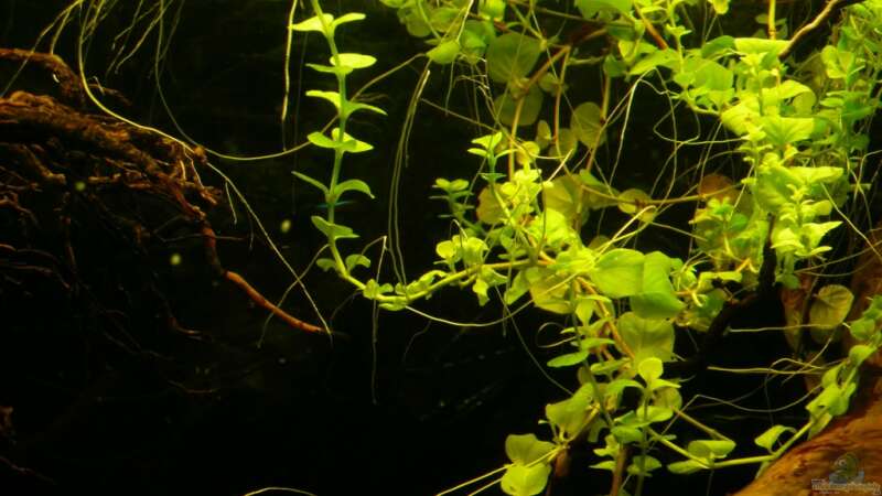 Pflanzen im Aquarium Kellerbecken von Cichlid Power (30)