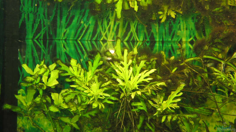 Pflanzen im Aquarium Becken 2122 von Mike Nebenführ (11)