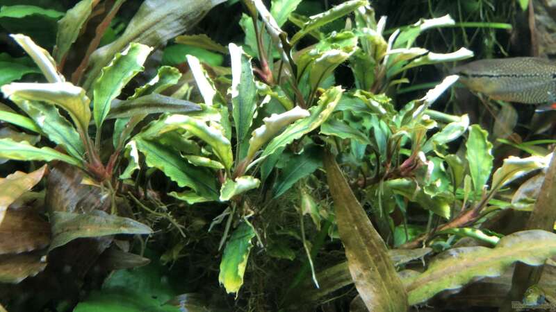 Pflanzen im Aquarium Anubiaswald von derflo (6)