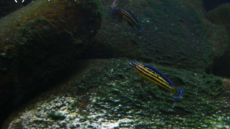 julidochromis regani kipili von martin4ever (11)