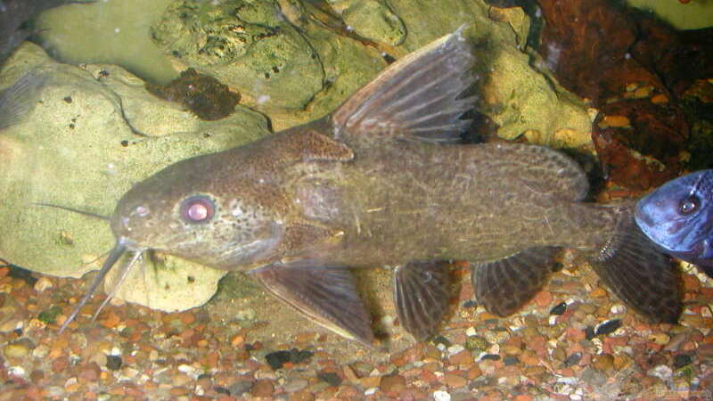 Wer kennt diesen Fisch??? Synodontis..... von Michael Weber (7)