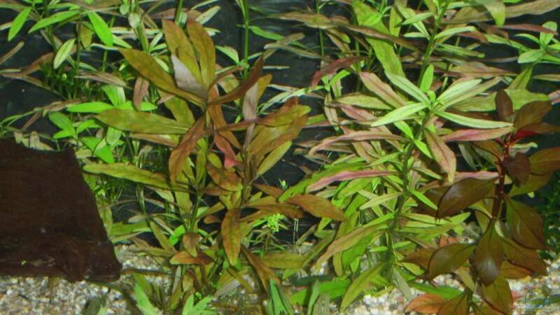 Aquarium Amazonas von qmman (2)