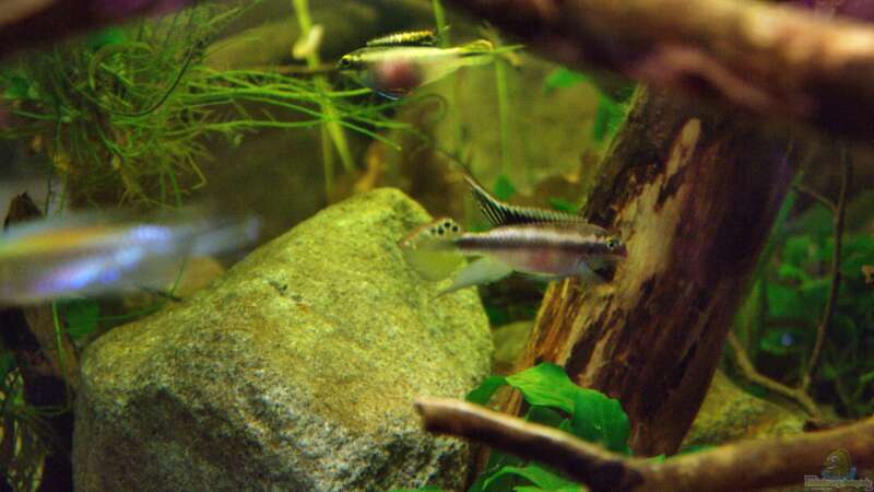 Pelvicachromis Paar von Didi (49)
