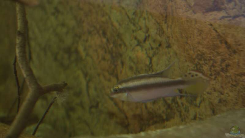 Pelvicachromis pulcher ??? von Didi (46)