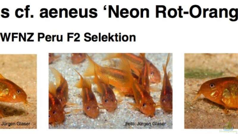Corydoras aeneus cf. Neon Rot Orange (Laserorange) WFNZ von diveman (37)