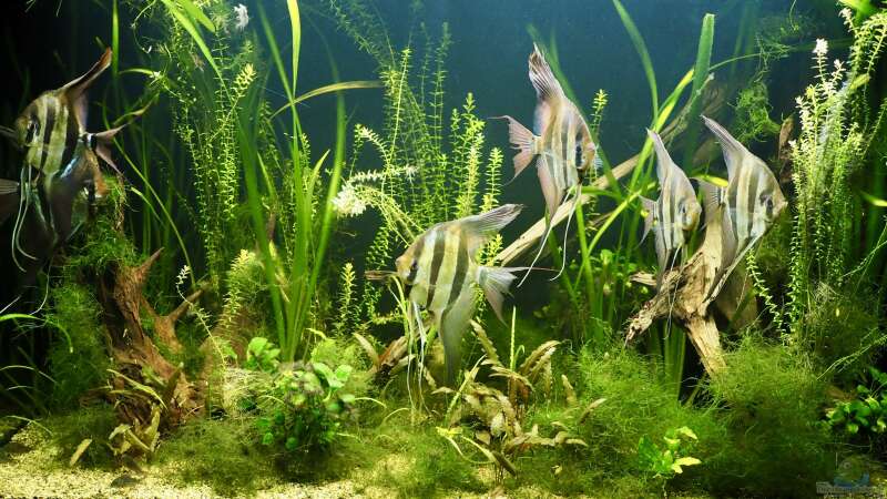 Aquarium Aquarium mit Altums von Bosco (3)