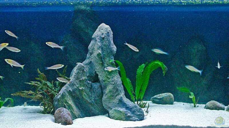 Aquarium Hauptansicht von Sand - und Freiwasserzone im Tanganjikasee von Miriam (1)