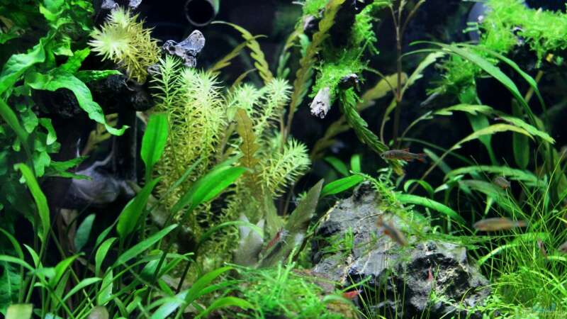 Pflanzen im Aquarium Becken 21656 von die Perle... (17)