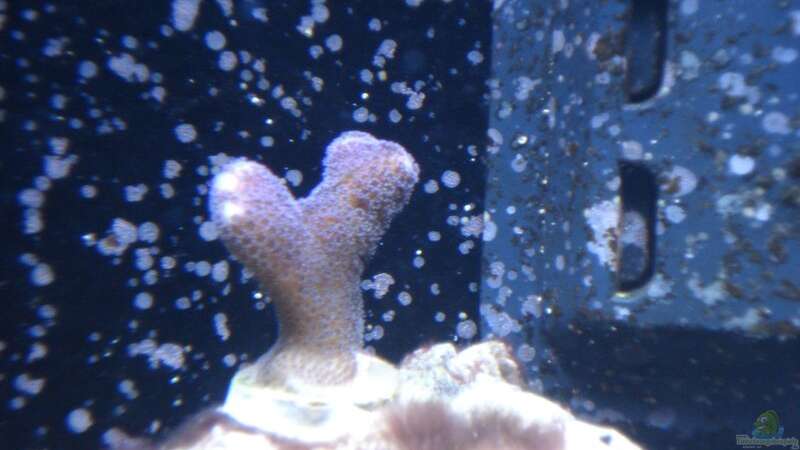 Besatz im Aquarium Weiße Perle von Seadiver (5)