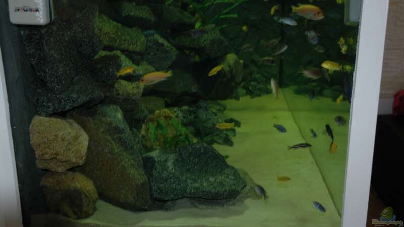 Aquarium &quot;Mpanga Rocks&quot; Nur noch als Beispiel von Wimmer Jürgen (5)