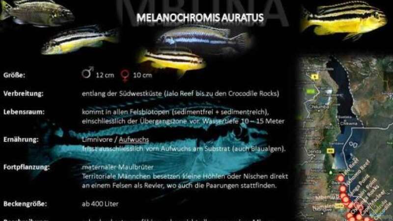 Besatz im Aquarium &quot;Mpanga Rocks&quot; Nur noch als Beispiel von Wimmer Jürgen (16)