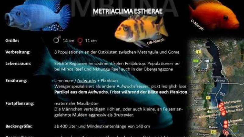 Besatz im Aquarium &quot;Mpanga Rocks&quot; Nur noch als Beispiel von Wimmer Jürgen (17)