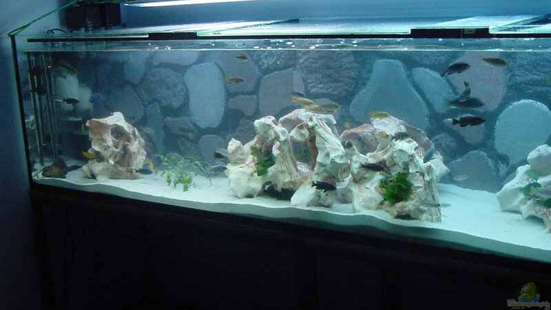 Aquarium Becken 2167 von Pierre Steinbach (2)