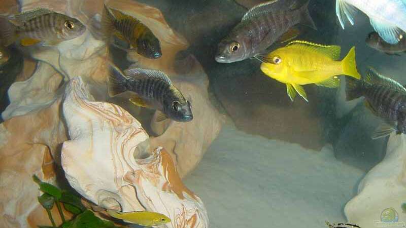 freibergi oder yassachromis mloto goldhead??? von Pierre Steinbach (13)