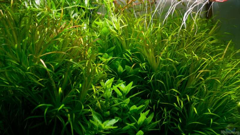 Pflanzen im Aquarium Cube 40x40x40 von pogona (4)